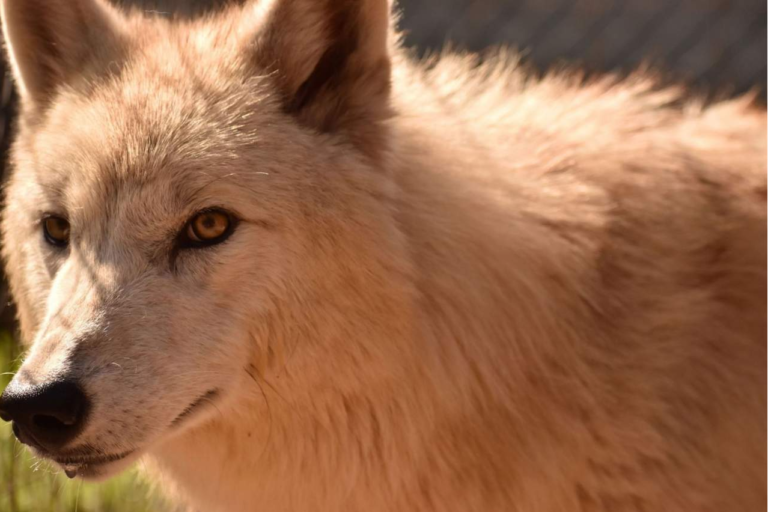 Wolves Legacy pienso, la comida de alta gama para perros que esconde toda una historia y legado detrás
