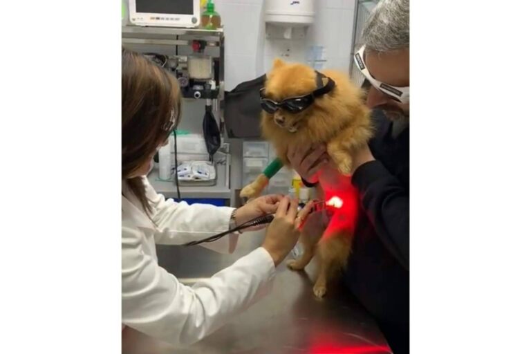 Todo lo que se debe saber sobre la prevención de enfermedades para la mascota, por Clínica Veterinaria Mascotiti
