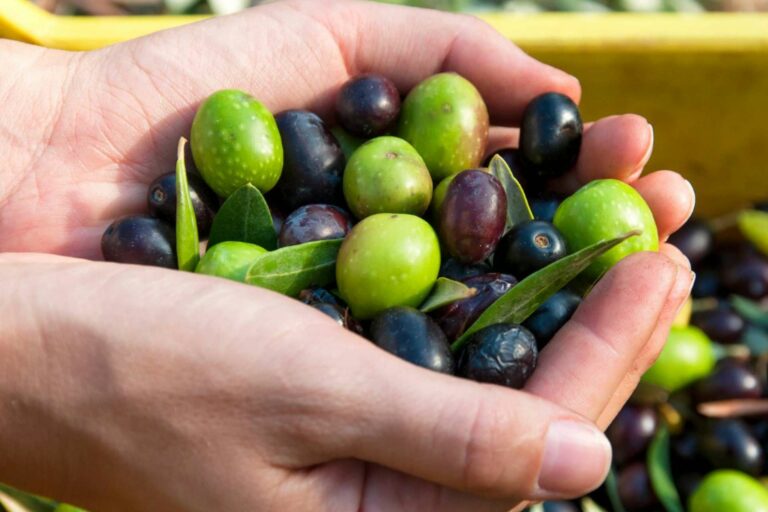 El aceite de oliva de la cooperativa olivarera Olipaterna, con más de 50 años de trayectoria, es un producto de calidad