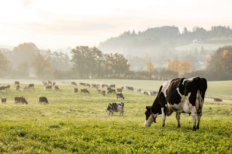 Dos empresas gallegas anuncian ser capaces de hablar con las vacas