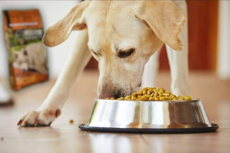 ¿Es la dieta BARF una comida natural para perros?