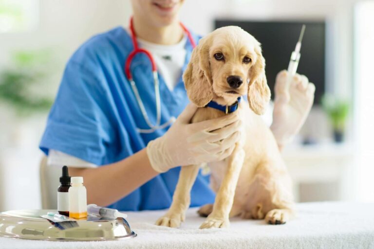 El servicio profesional de la Clínica Veterinaria del Valle, donde se preocupan por la salud de las mascotas