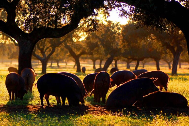 País de Quercus, un gran ejemplo de ganadería sostenible