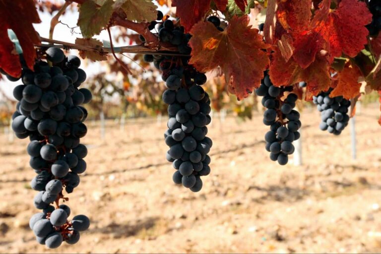 Barcolobo presenta los 5 vinos de reserva natural que no pueden faltar en la mesa