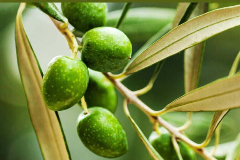 Olipaterna pone a disposición recetas deliciosas para preparar con aceite de oliva