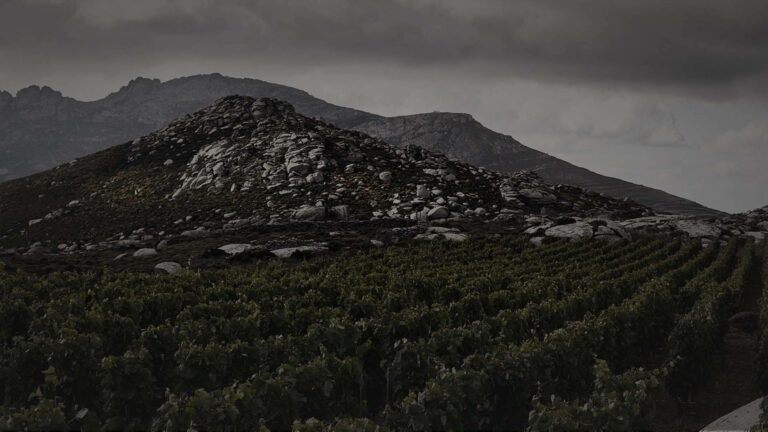 Privios, una marca vitivinícola de referencia en la producción de vinos blancos y tintos